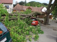 Kwikfynd Tree Cutting Services
moolerr