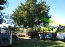 Kwikfynd Tree Management Services
moolerr